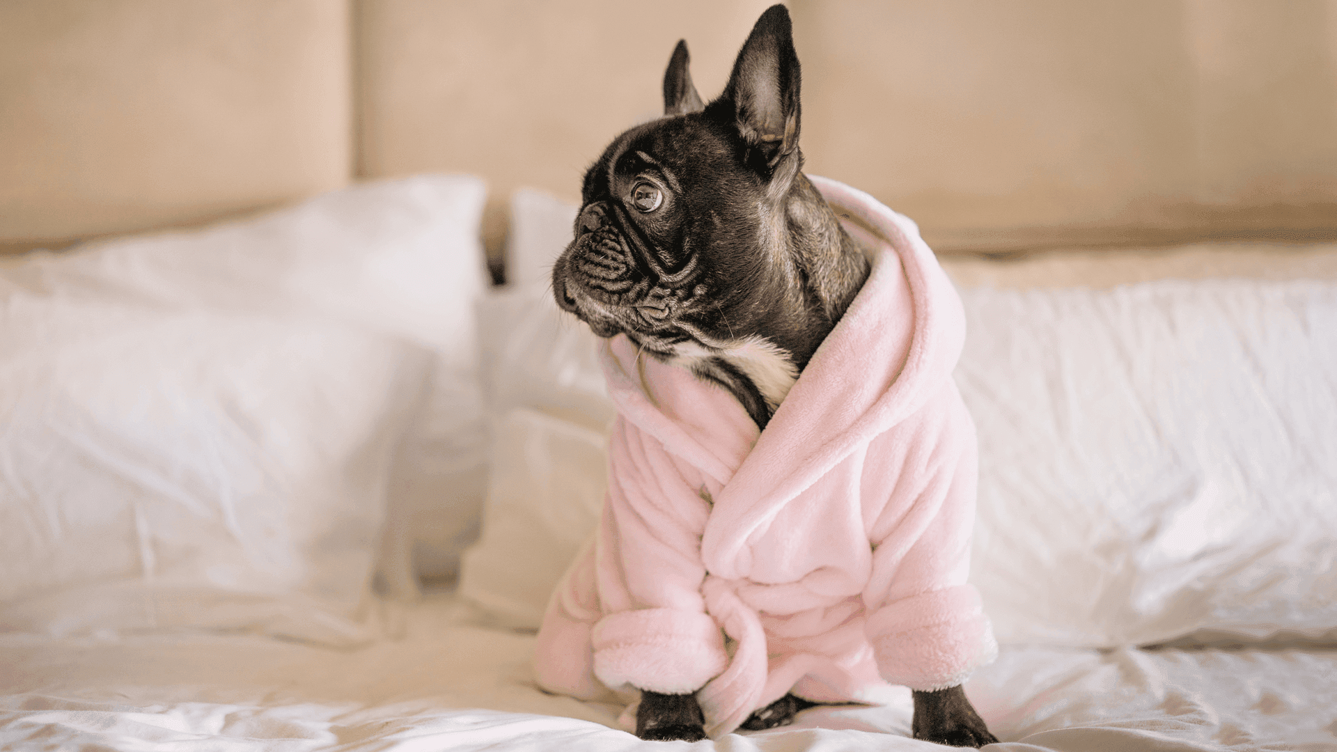 Treat pets to an internal spa retreat with a natural source of egg collagen.
