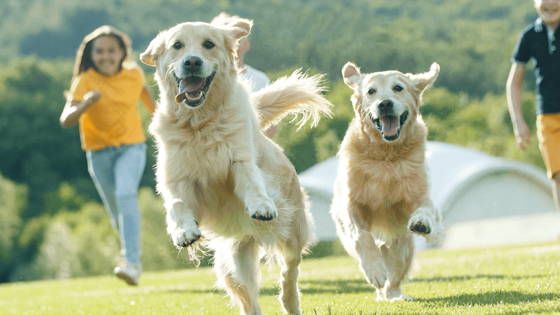 Tap into the Rise of Kennel Care Supplements.
